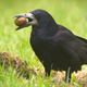 Illustration for article titled French Theme Park Employs Trained Birds to Pick Up Cigarette Butts